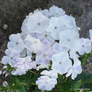 Phlox ‘Aisberg‘