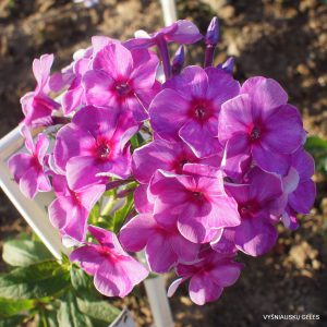 Phlox ‘Alkhimik‘