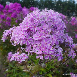 Phlox ‘All in One‘