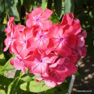 Phlox-‘Benedicta-Amalie‘-2