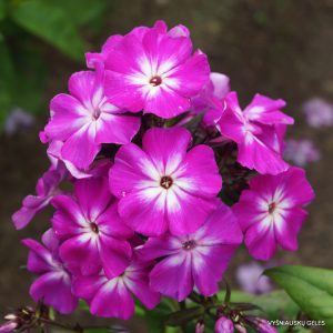 Phlox ‘Dmitrii Shostakovich‘