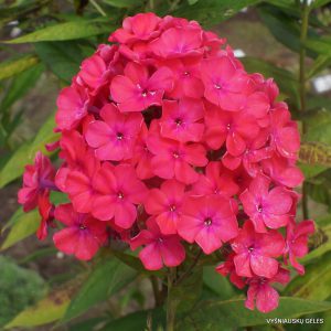 Phlox ‘Drosselbart‘ (4)