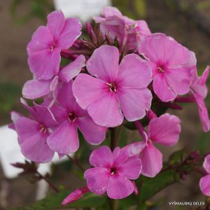 Phlox-‘Eiro‘