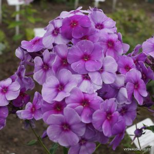 Phlox ‘Fiona‘