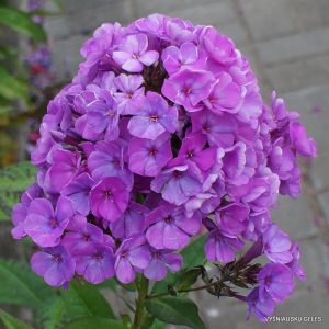 Phlox ‘Frau Pauline Schöllhammer’