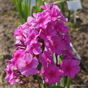 Phlox-‘Hannover‘-1