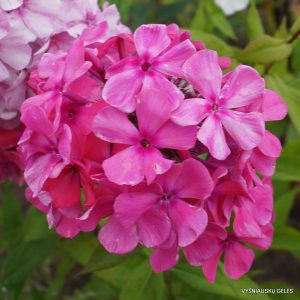 Phlox ‘Inita‘