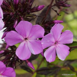 Phlox-‘Jugla‘
