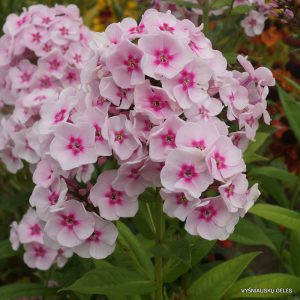 Phlox-‘Julie‘