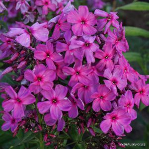 Phlox ‘Kapitolina‘