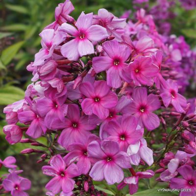 Phlox-‘Kapitolina‘-4-1