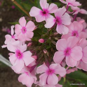 Phlox-‘Keta‘-1