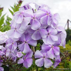 Phlox ‘Konstantin Melnikov‘