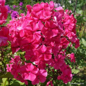 Phlox-‘Krasa‘-1