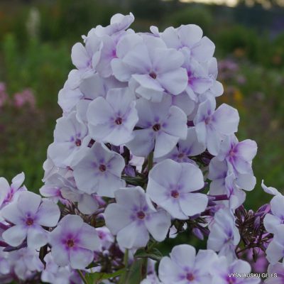 Phlox-‘Lavendelwolke‘-2-1