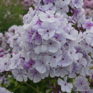 Phlox ‘Lavendelwolke‘