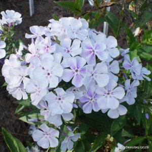 Phlox ‘Light Blue Flame‘