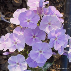 Phlox-‘Lineta‘-4