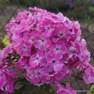 Phlox-‘Līga‘-3-1
