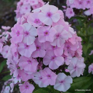 Phlox ‘Madame Dr Charcot’