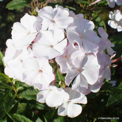 Phlox-‘Michelangelo‘-1