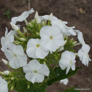 Phlox-‘Nora‘
