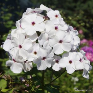 Phlox-‘Ocharovatelnye-Glazki‘