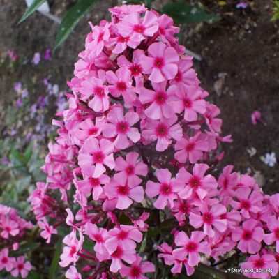 Phlox-‘Oleander‘-4