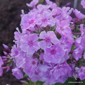 Phlox-‘Organza‘