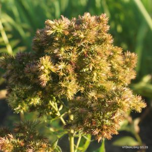 Phlox-‘Pleasant-Feelings‘