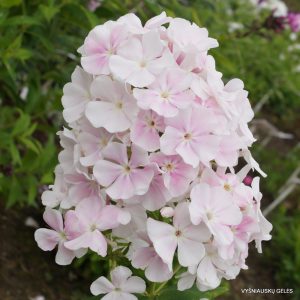 Phlox-‘Pārsteigums%u2019-8