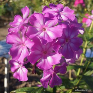 Phlox-‘Rerich‘
