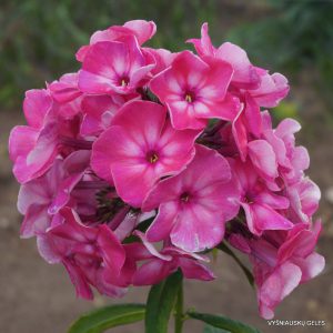 Phlox-‘Rezvaya-Pastushka‘-4