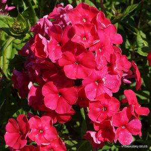 Phlox-‘Rotball‘-2-2