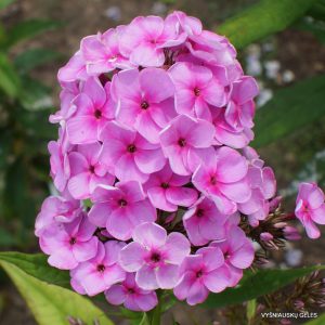 Phlox-‘Rozovyi-Dozhd‘-6