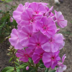 Phlox-‘Rozovyi-Ponedelnik‘