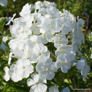 Phlox-‘Snow-White‘-1