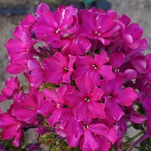 Phlox-‘Taras-Shevchenko‘-1
