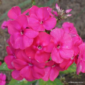 Phlox-‘Temnyi-Vecheer‘