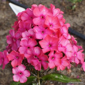 Phlox-‘Vidzemniece‘-1
