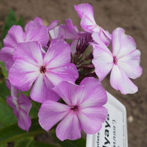 Phlox-‘Vnuk-Gilyaya‘