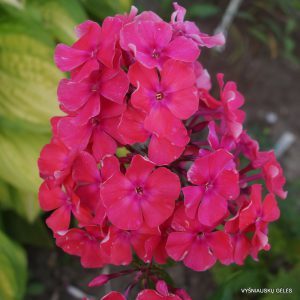 Phlox-‘Vulkan‘