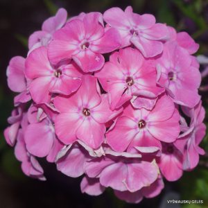 Phlox-‘Yablochnyi-Spas‘-3