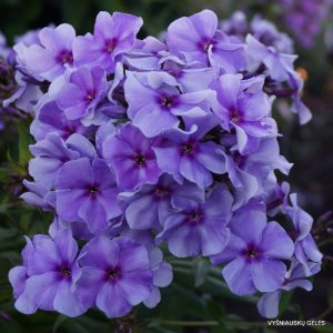 Phlox-‘Yaroslavna‘-1
