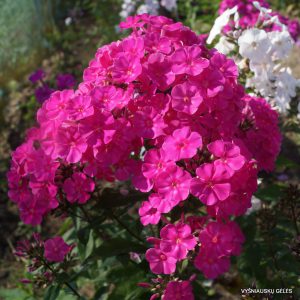 Phlox-‘Zvezdnaya-Rossyp‘