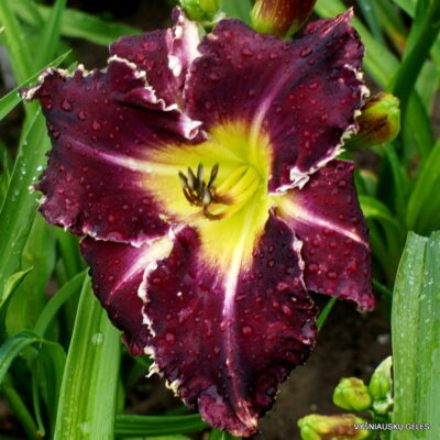 Terrible Swift Sword