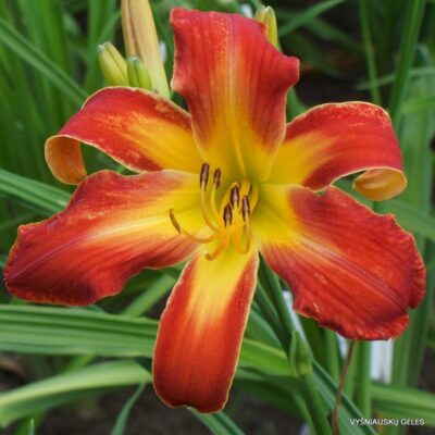 'Venus‘s Fire' (2)