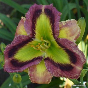 Viendienės 'Along Came Amanda'