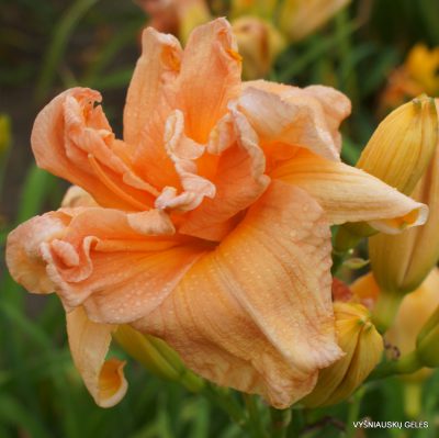 Viendienės 'Carolina Coastal Breeze'