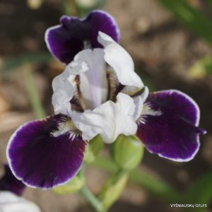 Vilkdalgiai 'Bit O'Royalty'